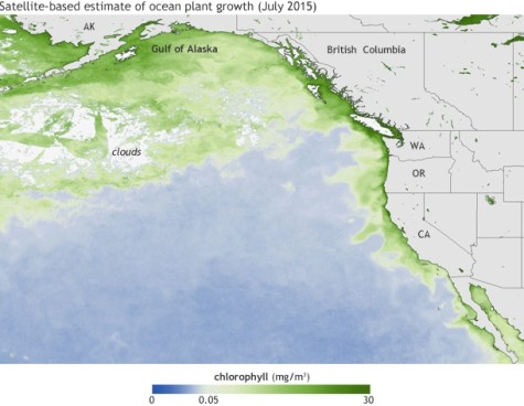 The satellite-based picture represents the chlorophyll concentrations in July 2015. The darker the green, the higher the concentration. The high concentrations of chlorophyll represent the large amounts of algal blooms.