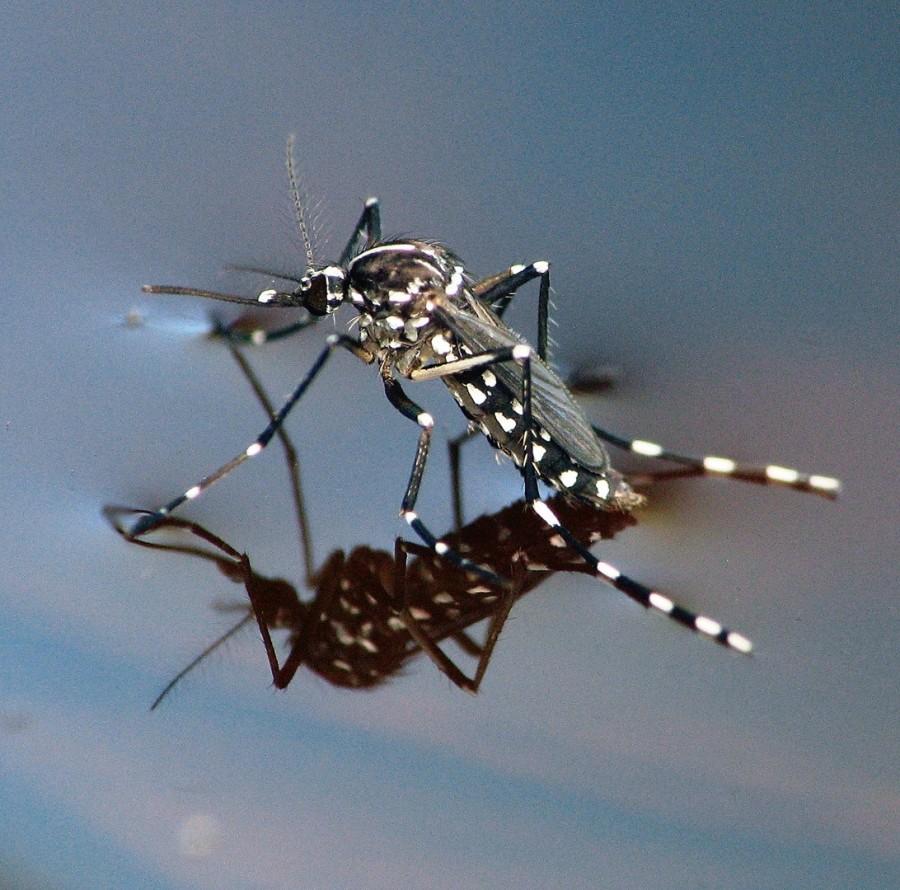 West Nile found in Redwood City 