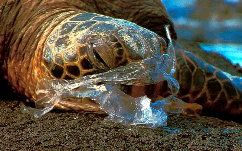 A sea turtle gets caught in a discarded plastic bag that ended up in the ocean. Photograph property of factorydirectpromos.com.