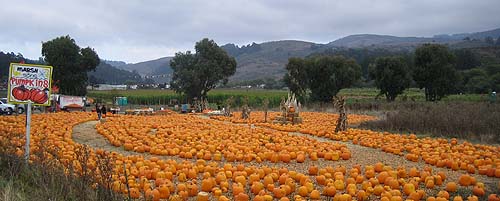 Pumpkin patches just like this one are lined up as people drive into Half Moon Bay