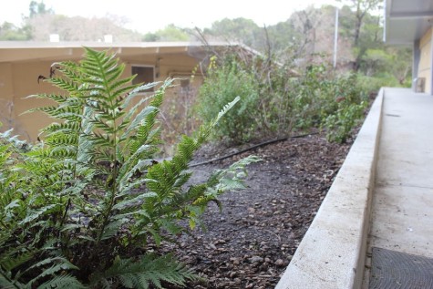 Ferns are planted around the outside of the building, along with other evergreen vegetation as part of landscaping. 