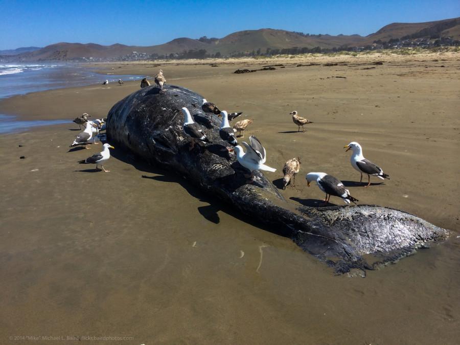 The most recent whale carcass washed ashore on May 19.
