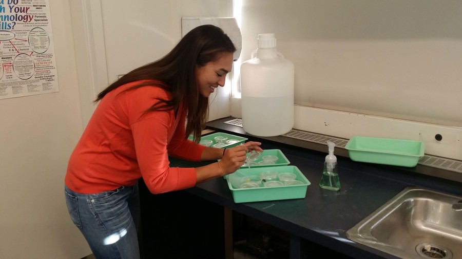Alumni Stephanie Weden cleans up Biology materials at the end of her first period class. 
