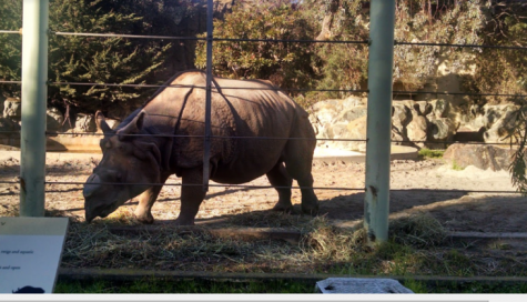 Meet San Francisco Zoos Indian rhino, Gauhati. This marvelous armor-covered creature weighs in at 5,000 pounds and is about 6 feet tall, a real sight to behold in person. It is devastating to think that one day there will be no more of his kind left in the world.