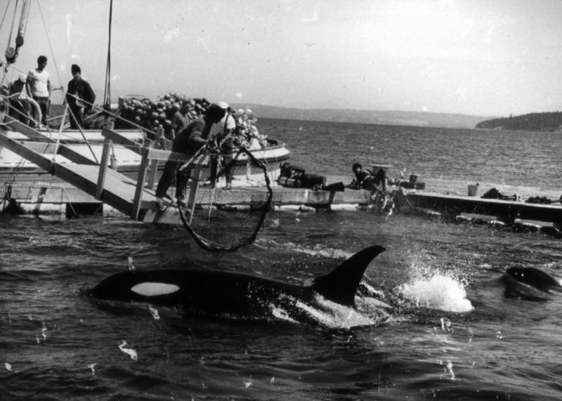 Wallie Funk, members of a pod of orca whales are held captive in Penn Cove, in the waters off Whidbey Island, Wash. Seven of the dozens of whales captured, including Lolita, who has been performing stunts for Miami Seaquarium for the past four decades, were sold to marine parks around the world. Five whales drowned during the capture. Celebrities, documentary artists, even the former Washington state governor over the years have sought to free Lolita. Activists are now turning to the courts: three residents, the Animal Legal Defense Fund and PETA are suing the federal government in U.S. District Court in Seattle, saying the federal government erred by not including captive animals when they listed the whales as endangered in 2005.  (AP Photo/Wallie Funk)