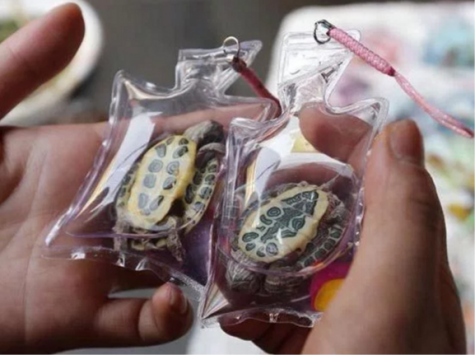 At the Beijing Olympic Games a man was selling live turtles, fish, and lizards in plastic bags as souvenirs. This shows just one example of the unspeakable crimes that are committed against small animals whose lives are often considered less precious than those of bigger animals.