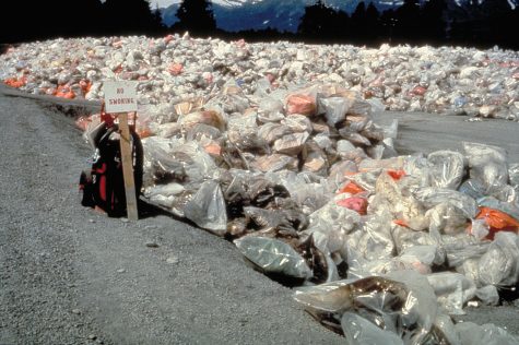 Humans use an excessive amount of plastic bags -- around 1 trillion -- each year. Unfortunately, many of them end up in the oceans, polluting the water and destroying ecosystems. 