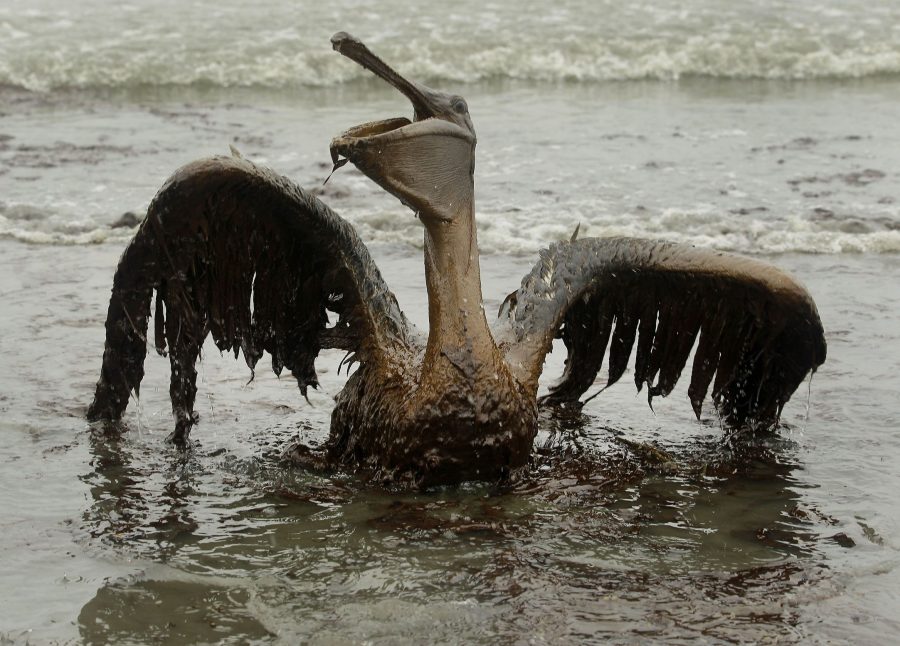 A brown pelican covered in oil sits on the beach at East Grand Terre Island along the Louisiana coast on Thursday, June 3, 2010. Oil from the Deepwater Horizon has affected wildlife throughout the Gulf of Mexico. (AP Photo/Charlie Riedel)
