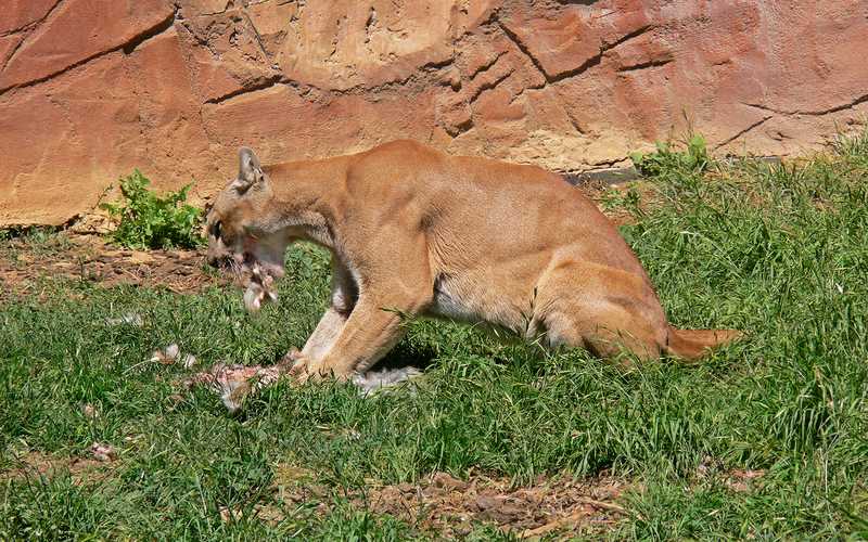 Mountain lions tend to keep to themselves and usually feed off of deer; they dont pay much attention to other animals unless they feel threatened.