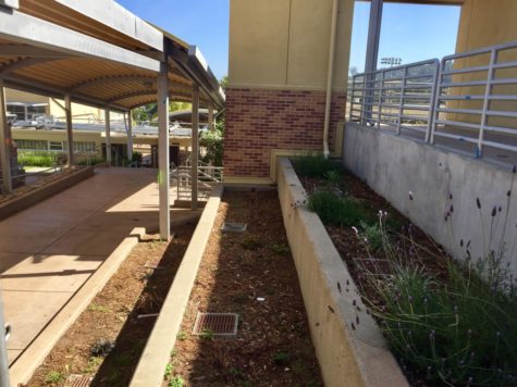 Environmental Club plans to turn these planter boxes in between upper and lower D-hall into a community garden. The club meets every Wednesday in room C3.