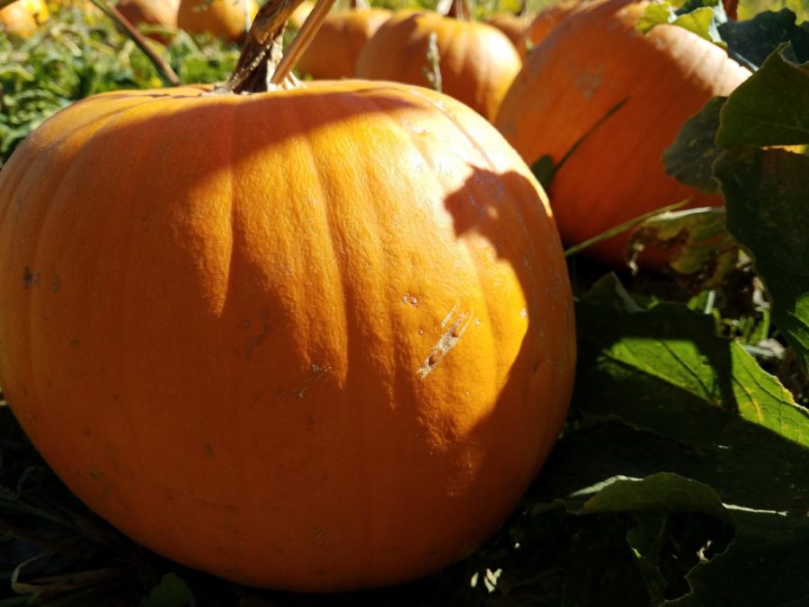 Pumpkins sit in the fields waiting to be brought down to the lower lot for sale.