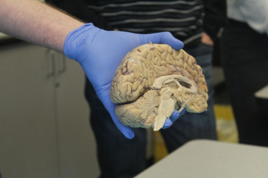 Neil Schwartz holds out a brain for students to see.