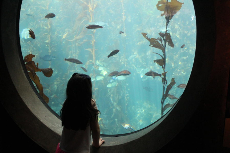 The Aquariums concave observation windows allow kids to get close to the marine life.