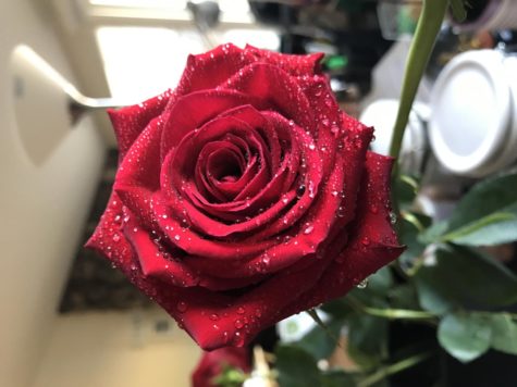 Roses are the classic red color and will be delivered to students during their third period class. 