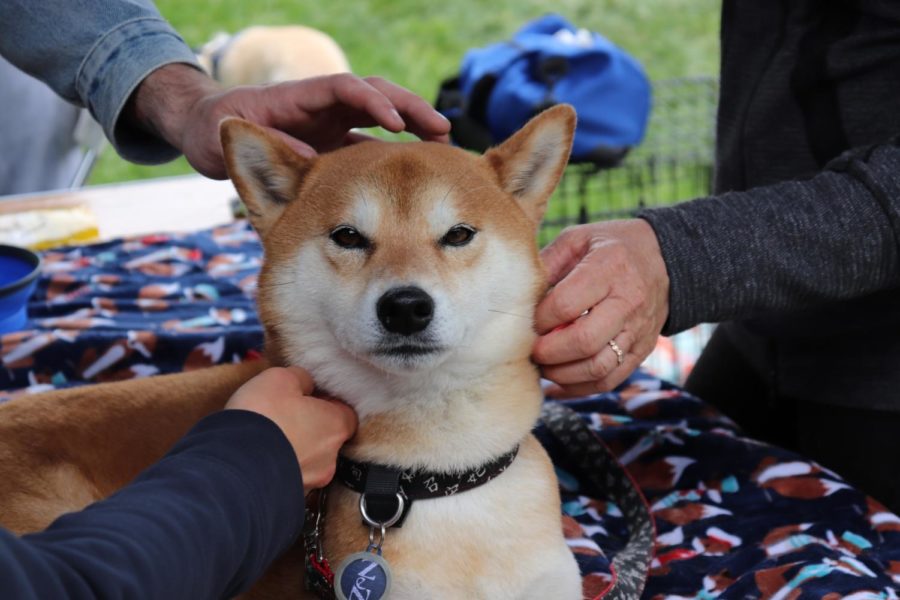 Visitors+pet+Zen%2C+whose+owner+is+a+member+of+the+Shiba+Inu+Fanciers+of+Northern+California.+The+group+brings+their+dogs+to+the+festival+every+year.