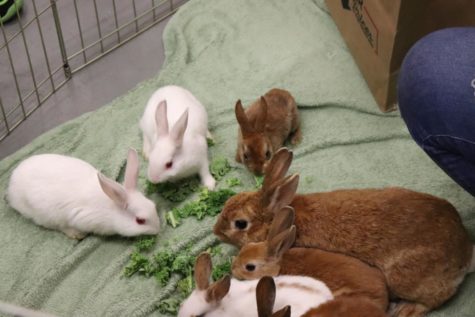 Along with their mother, Hazel, eight baby bunnies were brought to the Bunnies and Boba event for visitors to hold, pet, and feed.
