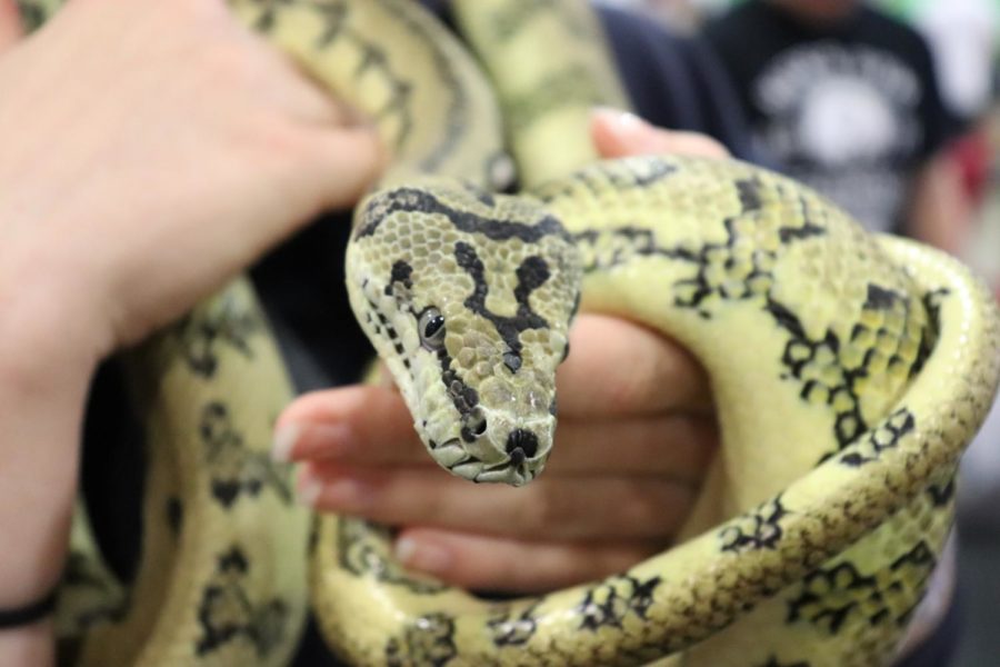 Attendees were able to hold this Jaguar Carpet Python while it looked for a forever home.