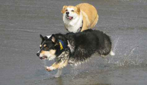 A corgi chases after their new friend as they were splashed by a wave.