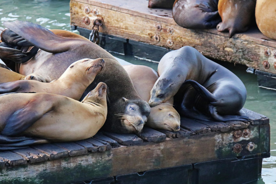 Five sea lions huddle together after being hit by the cold San Francisco rain on their anniversary.