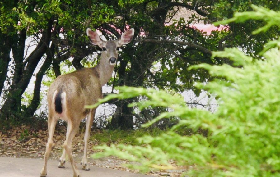 Deer in the Belmont and San Carlos area wander into peoples driveways and yards.