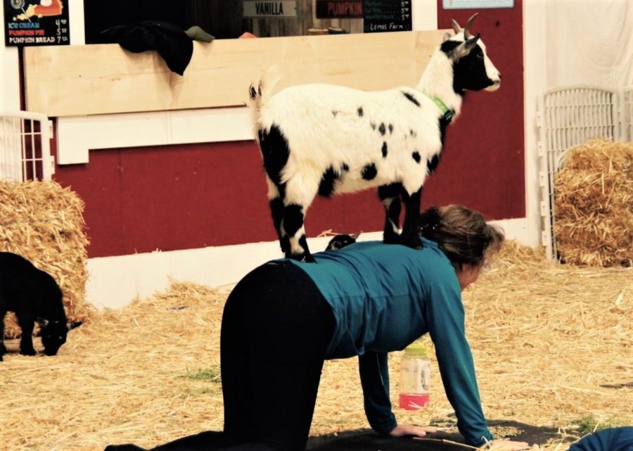 A participant does the tabletop pose while a goat is perched on her back.