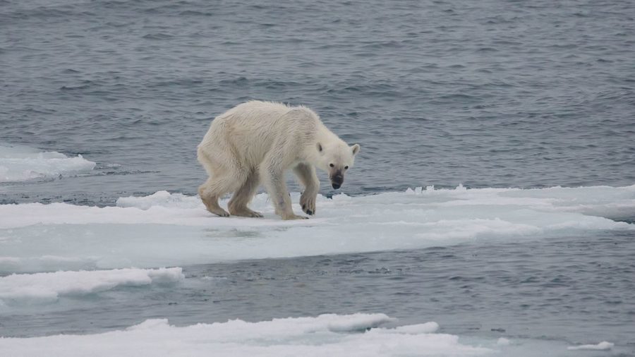 Global warming is making the polar ice caps melt, which hurts polar bears and other arctic creatures.