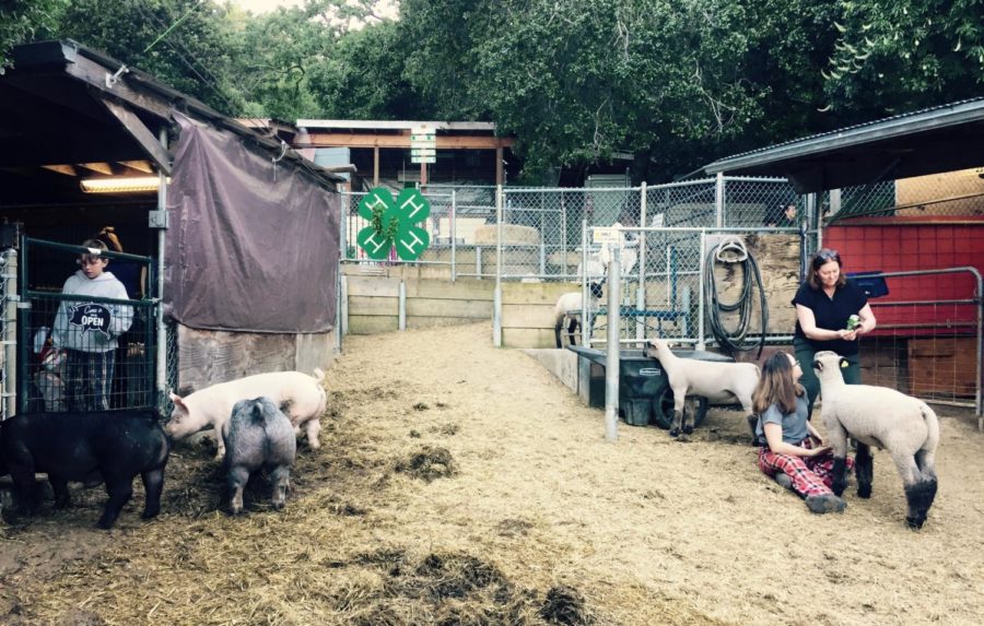 4-H members Roen Theuner and Peyton Steiz care for their animals at the San Carlos/Eaton Hills 4-H farm.
