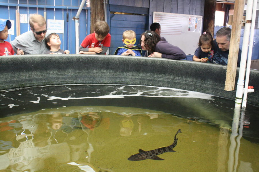 Families crowd around the leopard shark exhibit to watch these animals circle the tank.