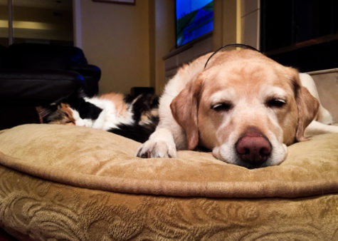 Living with a cat and dog adds a sense of balance to new families. 