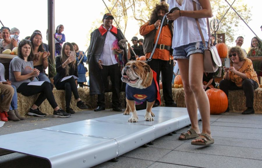 A dog dressed as Superman walks the catwalk for YAPS halloween costume contest.