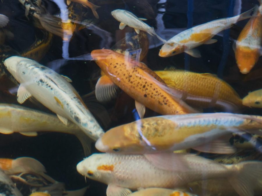 Koi, which are used on Ouroboros Farms, are sought out for their durability, as they can withstand year-round temperatures and are highly resistant to common parasites.