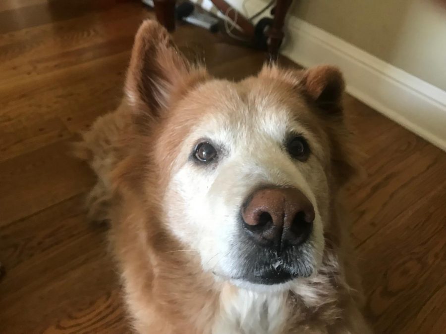 Golden retriever chow mix Parker hopes to earn a treat from his owner.