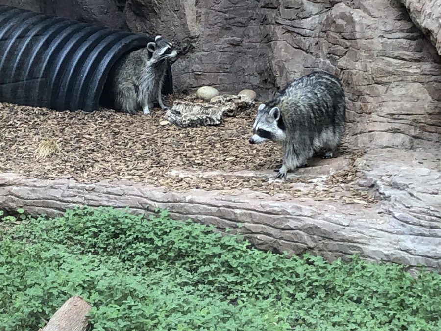 Two+racoons+roam+their+enclosure+at+Coyote+Point+as+the+zoo+reopens+to+the+public.