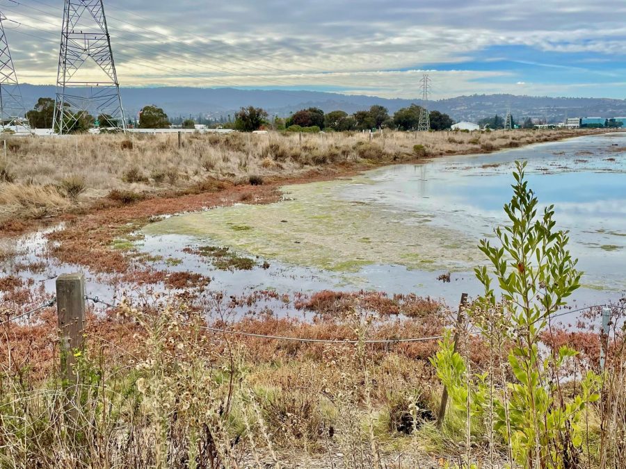 Bair Island Wetlands in Redwood city is one of the largest and most important wetland restoration projects in California.