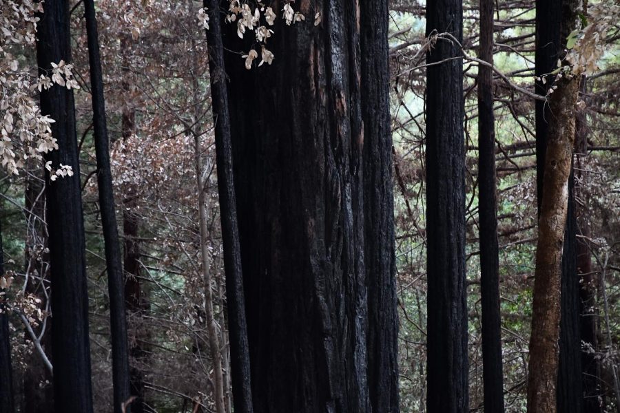 Remnants of burned trees in Big Basin State Park, CA. 