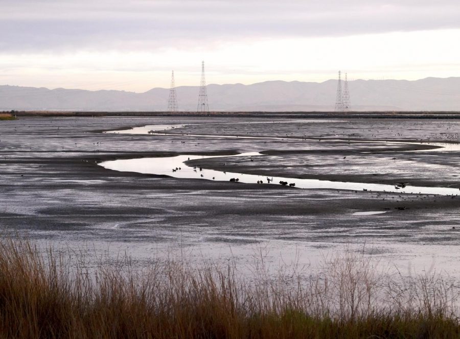 A flock of birds congregate on the bank of an estuary that flows into the San Francisco Bay.