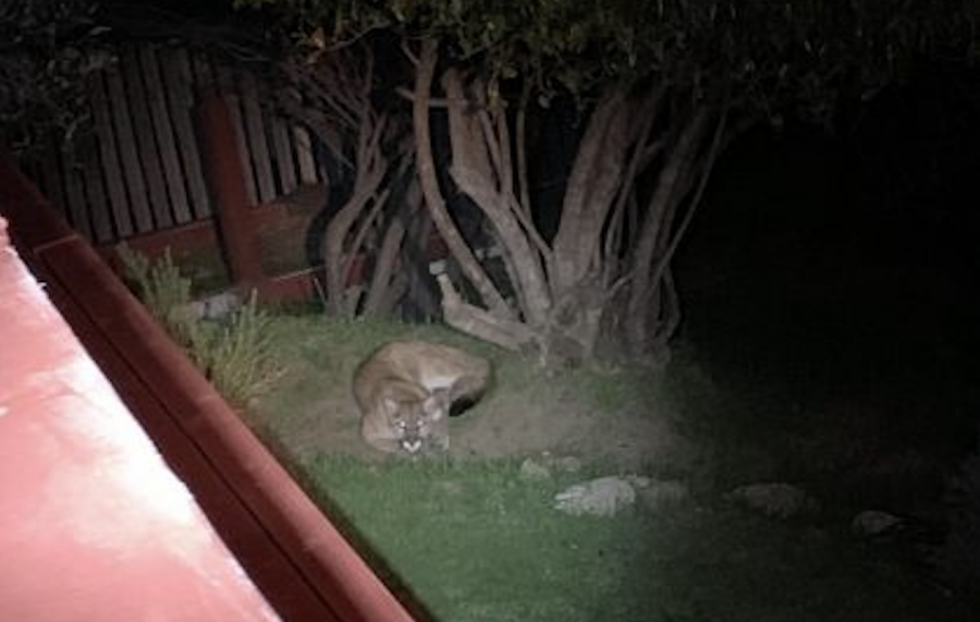 Belmont homeowner Anna Ramsey was extremely surprised at this nighttime visitor to her backyard.