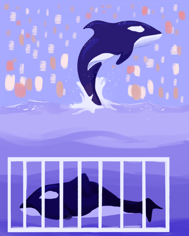 Due to their intelligence and playful personality, killer whales became animals of interest for entertainment. However, life in captivity has led to terrible consequences; captive killer whales often only live half as long as their wild counterparts, and many develop pathologies such as the dorsal fin collapse.