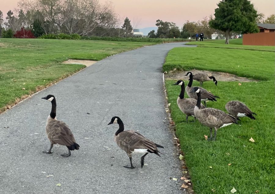 The overwhelming amount of geese in the Redwood Shores area has affected the cleanliness of much of the sidewalk space, which is a common dropping area.