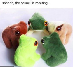 The Frog Meeting 