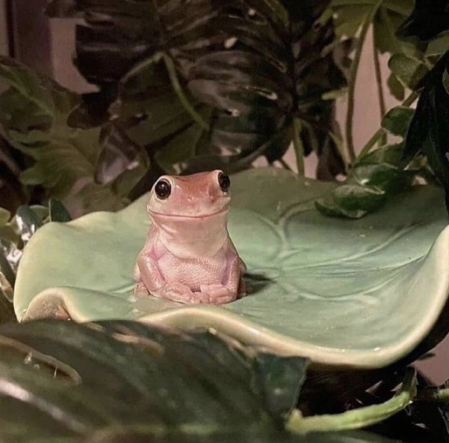 Innocently going over his plans to takeover the world, Gerald sits patiently on his porcelain leaf