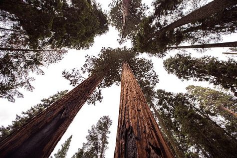 Trees in Sequoia National Park are unscathed despite nearby fires.