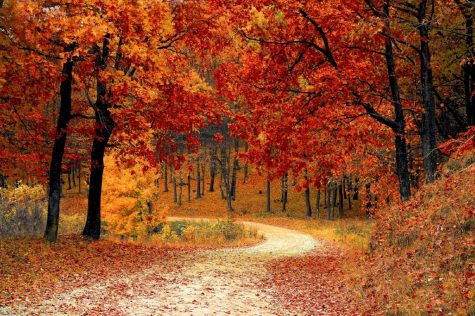 Poll: What is the best part of fall?