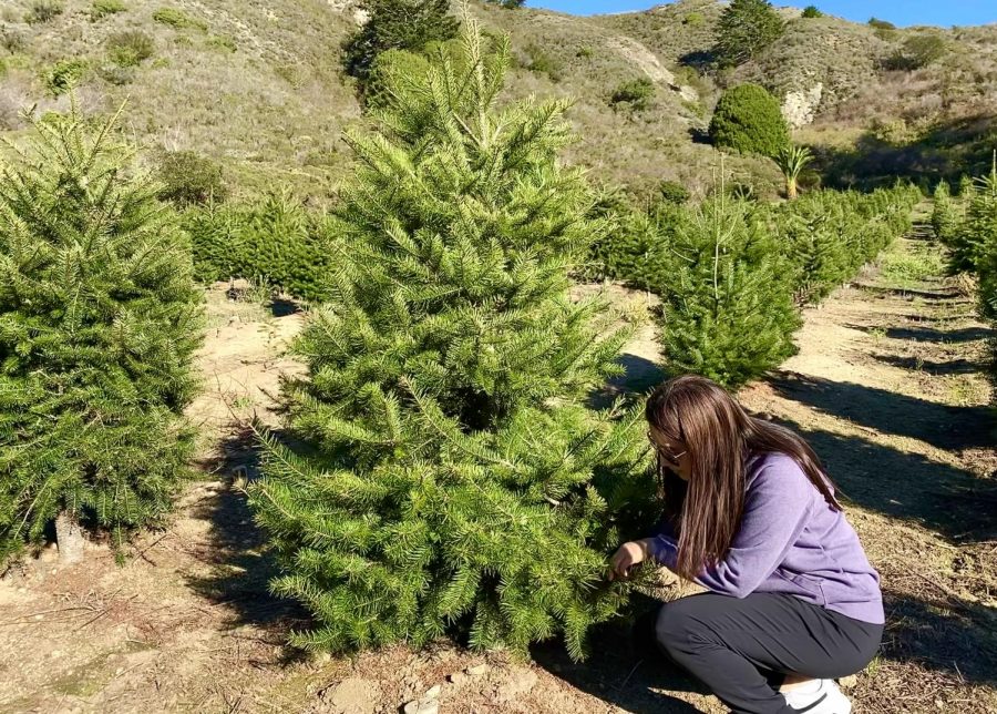 Christmas tree farms allows customers to choose their desired tree for the holidays.