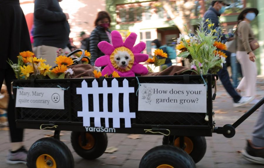 Zelda, a toy poodle, rides in a homemade flower cart 