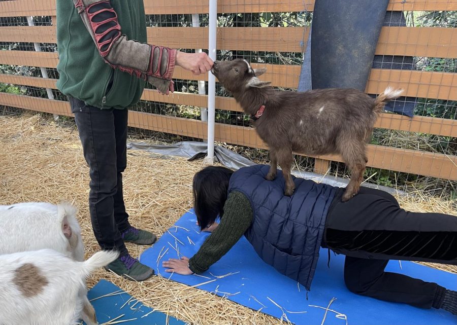 A goat stands on the back of a goat yoga participant as she does the table top pose. 