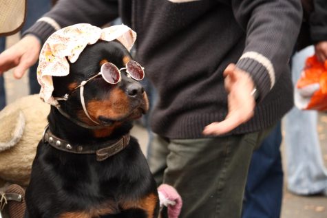 A stylish Rottweiler shows off his style in red shades and a patterned nightcap. This is a fabulous inspiration for National Dress Up Your Pet Day.