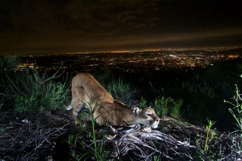 An a mountain lion prowls at night. Early this morning, an aggressive mountain lion was identified near Carlmont.