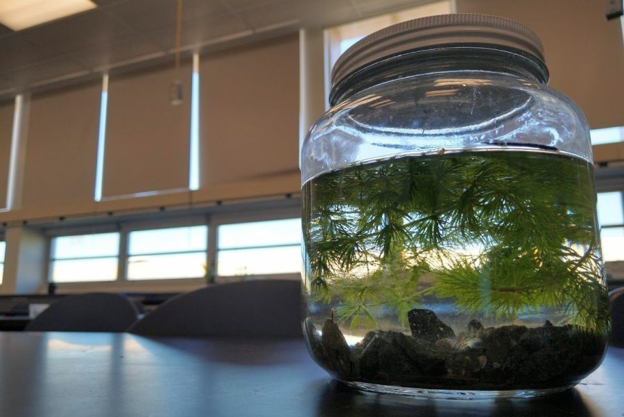 Students created ecospheres in AP environmental science to simulate habitat needs in reality.