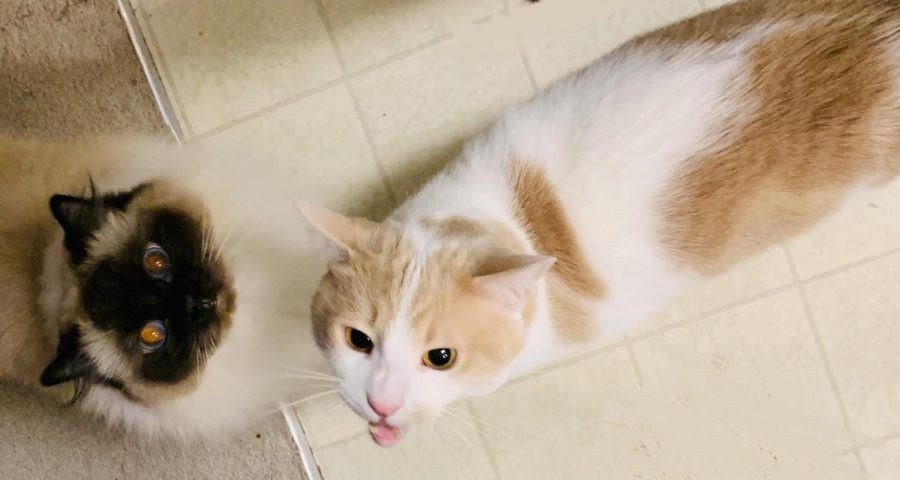 Two adorable cats curiously look up, hoping for tasty treats.